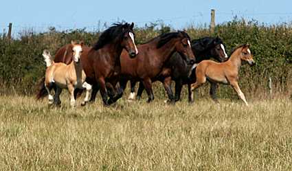 Venture with mares & Foals